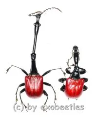 Trachelophorus giraffa ( M 15 – 29 )