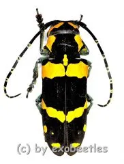 Tragocephala jucunda kuenkeli ( 25 – 29 ) A2