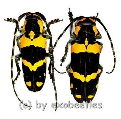 Tragocephala jucunda kuenkeli ( M 25 – 29 )