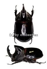 Trichogomphus lunicollis alcides ( 40 – 44 ) A2