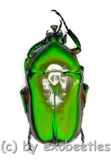 Trigonophorus dilutus ( 25 – 29 )