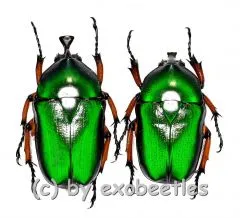 Trigonophorus rothschildi varians ( grün mit blauem Schimmer ) ( M 25 – 34 )