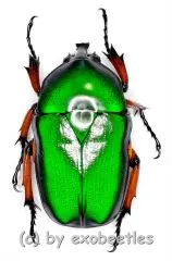 Trigonophorus rothschildi varians ( grün mit blauem Schimmer ) ( 25 – 34 )