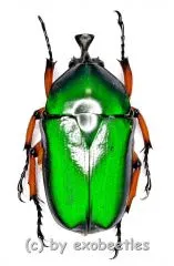 Trigonophorus rothschildi varians ( grün mit blauem Schimmer ) ( 25 – 34 ) A2