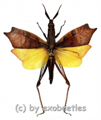 Trigonopteryx celebensia