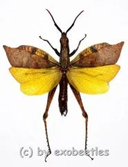 Trigonopteryx celebensia