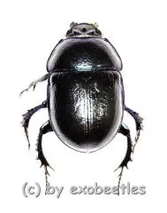 Trypocopis vernalis ( 15 – 19 )