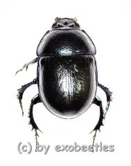 Trypocopis vernalis ( 15 – 19 )