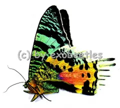 Urania ripheus ( Chrysiridia madagascariensis )