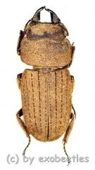 Velutinodorcus velutinus ( 20 – 24 )
