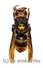 Vespa velutina velutina