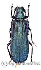 Vietetropus viridis ( blaue var. ) ( 30 – 34 )