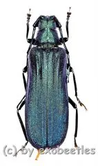 Vietetropus viridis ( blaue var. ) ( 30 – 34 )