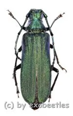 Vietetropus viridis ( grüne var. ) ( 25 – 29 )