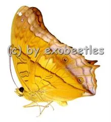 Vindula dejone dejone