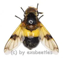 Volucella pellucens