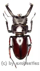 Weinreichius perroti ( 55 – 59 )
