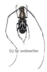 Xenocerus scalaris