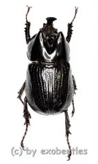 Xenoderus janus ( 20 – 24 )