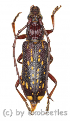 Xoanodera maculata ( 20 - 24 )