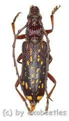 Xoanodera maculata ( 20 - 24 )