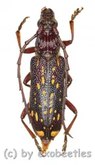 Xoanodera maculata ( 20 - 24 )