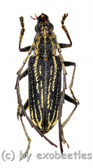 Xoanodera spec. ( 20 - 24 )