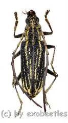 Xoanodera spec. ( 20 - 24 )