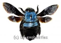 Xylocopa caerulea