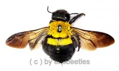 Xylocopa pubescens