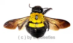 Xylocopa pubescens