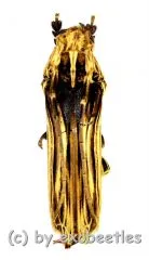 Xylorhiza adusta ( 35 – 39 )