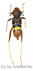 Xylotrechus latefasciatus ( 15 - 19 ) A2