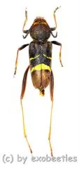 Xylotrechus latefasciatus ( 15 - 19 ) A2