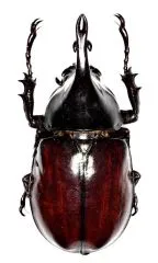 Xylotrupes gideon siamensis ( 56 )