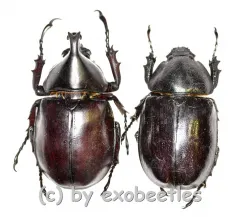 Xylotrupes gideon ssp. ( M 40 – 44 ) A1-