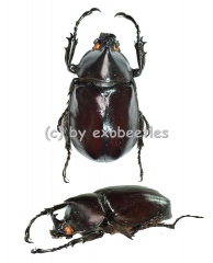 Xylotrupes gideon ssp. ( 40 – 44 ) A1-