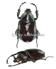 Xylotrupes gideon ssp. ( 35 - 39 )