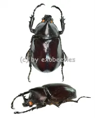 Xylotrupes gideon ssp. ( 35 - 39 )
