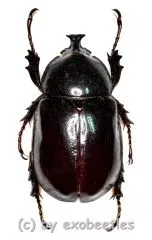 Xylotrupes inarmatus ( 30 – 34 )