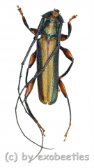 Xystrocera festiva ( 35 - 39 )