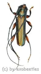 Xystrocera festiva ( 35 - 39 )