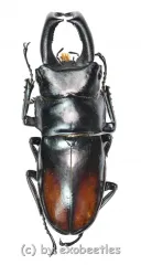 Yumikoi makii ( 45 – 49 )