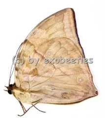 Zeuxidia aurelius aurelius