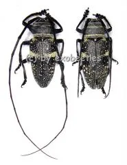 Zographus aulicus A2