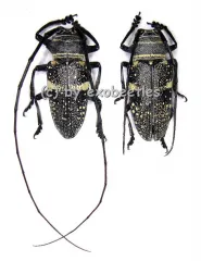 Zographus aulicus A2