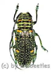 Zographus regalis ( 20 – 24 ) A2
