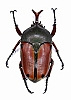 Cetoniidae