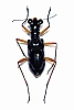 Cicindelidae