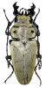 Trictenotomidae